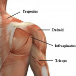 Shouldering the Load